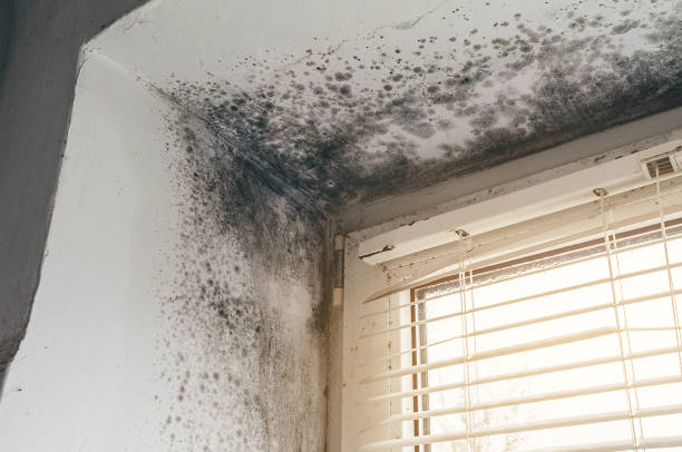 Affordable Mold Removal solutions in Tarpon Springs, FL